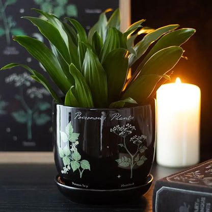 Something Different Poisonous Plants plant pot
